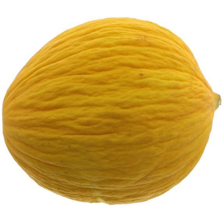 MELON CANARY 11PCS